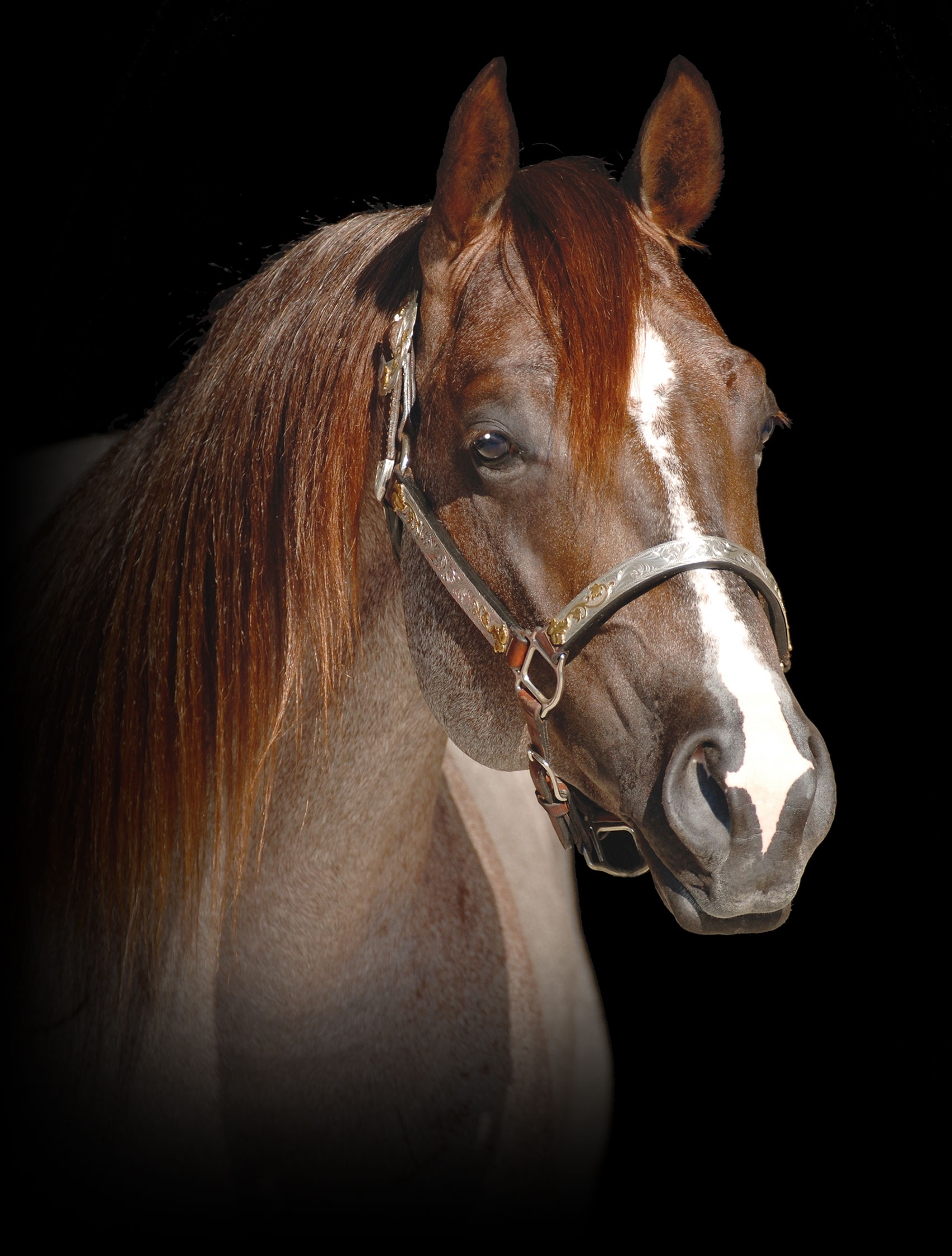 ONE TIME PEPTO Oswood Stallion Station