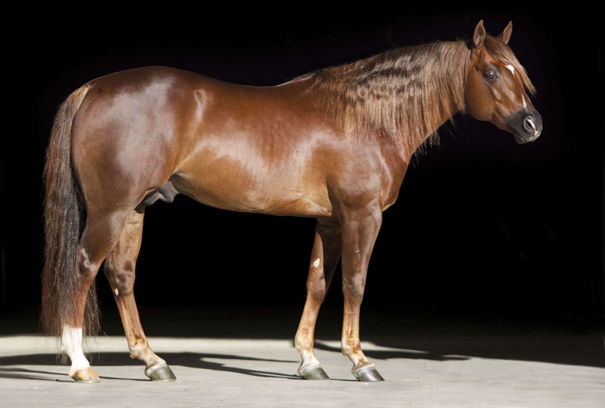 WALLA WALLA WHIZ Oswood Stallion Station